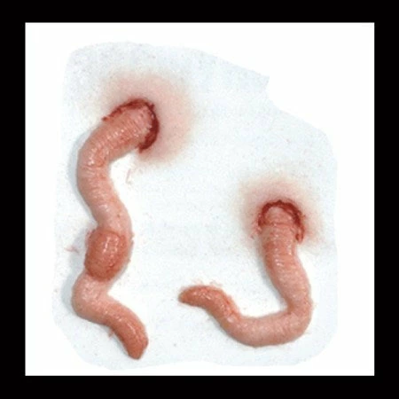 Tinsley Transfers Squirm Prosthetics 4 Tinsley Transfers Squirm Prosthetics