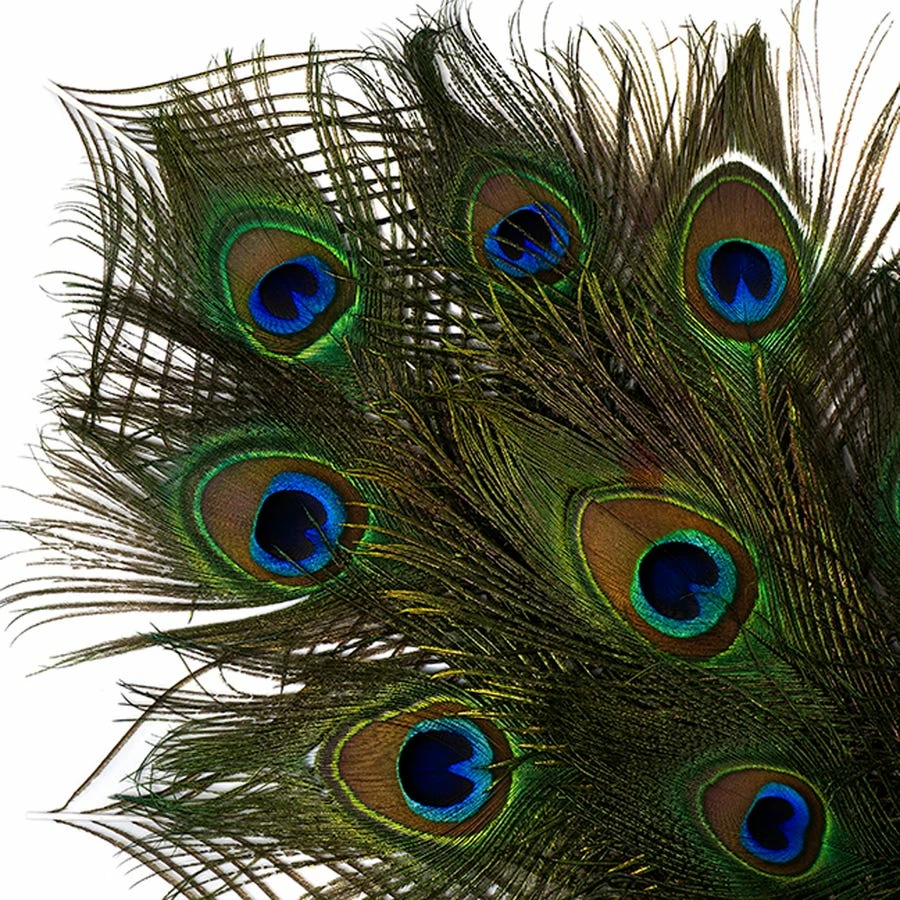 Zucker Peacock Feathers 8"-15" Boas & Feathers 4 Zucker Peacock Feathers 8"-15" Boas & Feathers